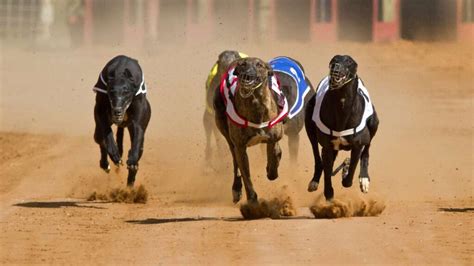 Como apostar em corrida de galgos.